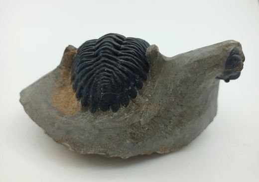 Hollardops mesocristatus + Proetus
