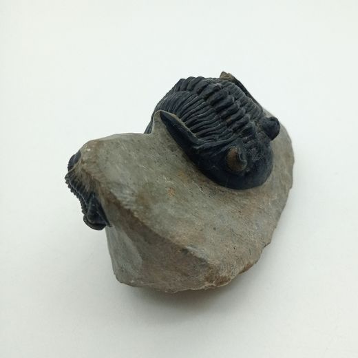 Hollardops mesocristatus + Proetus