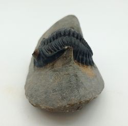 Hollardops mesocristatus + Proetus