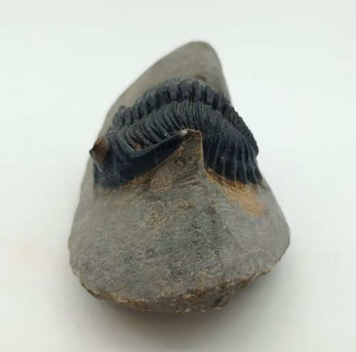 Hollardops mesocristatus + Proetus