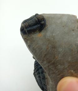 Hollardops mesocristatus + Proetus