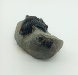 Hollardops mesocristatus + Proetus