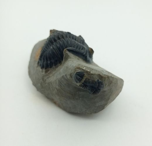 Hollardops mesocristatus + Proetus