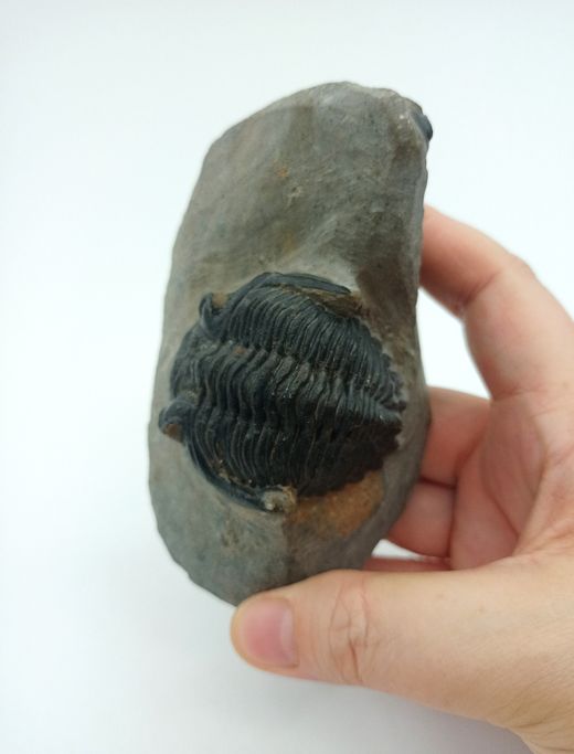 Hollardops mesocristatus + Proetus