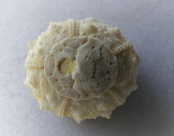 Holosalenia batnensis