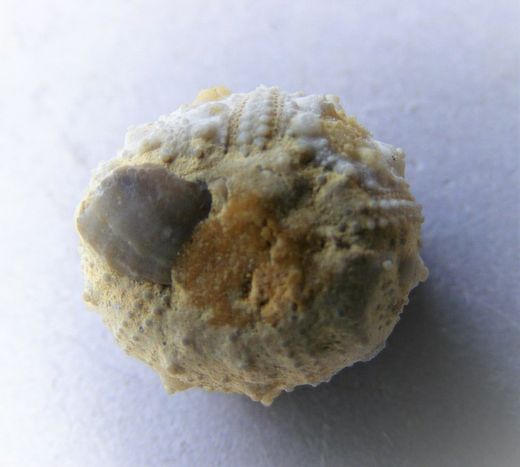 Holosalenia batnensis