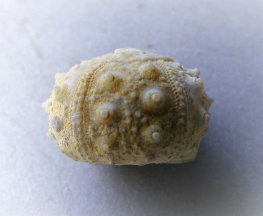 Holosalenia batnensis
