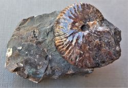 Hoploscaphites (ammonites nacarado)