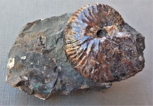 Hoploscaphites (ammonites nacarado)