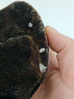 Huevo de Septaria con Calcita