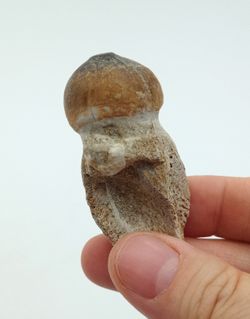 Igdamanosaurus aegyptiacus diente de reptil con raíz
