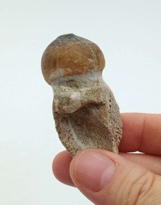 Igdamanosaurus aegyptiacus diente de reptil con raíz
