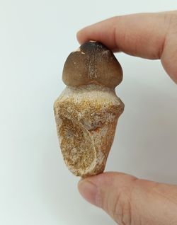 Igdamanosaurus aegyptiacus diente de reptil con raíz