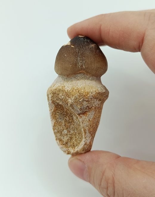 Igdamanosaurus aegyptiacus diente de reptil con raíz