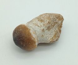 Igdamanosaurus aegyptiacus diente de reptil con raíz