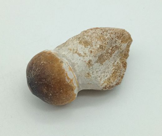 Igdamanosaurus aegyptiacus diente de reptil con raíz