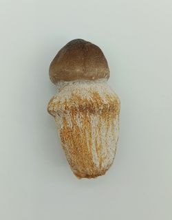 Igdamanosaurus aegyptiacus diente de reptil con raíz