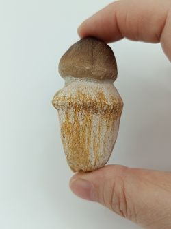 Igdamanosaurus aegyptiacus diente de reptil con raíz