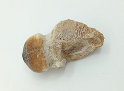 Igdamanosaurus aegyptiacus diente de reptil con raíz