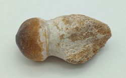 Igdamanosaurus aegyptiacus diente de reptil con raíz