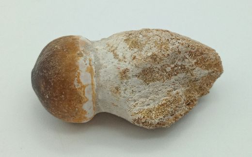 Igdamanosaurus aegyptiacus diente de reptil con raíz