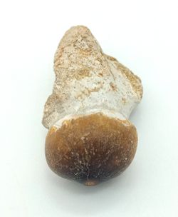 Igdamanosaurus aegyptiacus diente de reptil con raíz