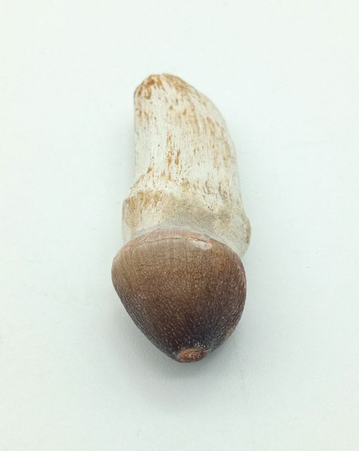 Igdamanosaurus aegyptiacus diente de reptil