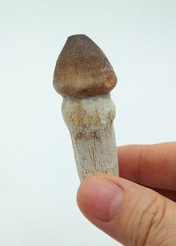Igdamanosaurus aegyptiacus diente de reptil