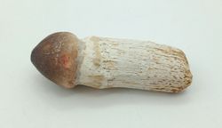 Igdamanosaurus aegyptiacus diente de reptil