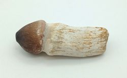 Igdamanosaurus aegyptiacus diente de reptil