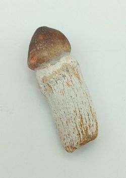 Igdamanosaurus aegyptiacus diente de reptil