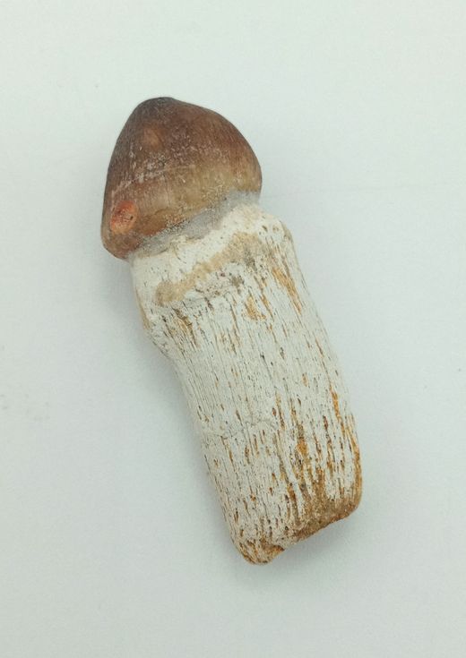 Igdamanosaurus aegyptiacus diente de reptil