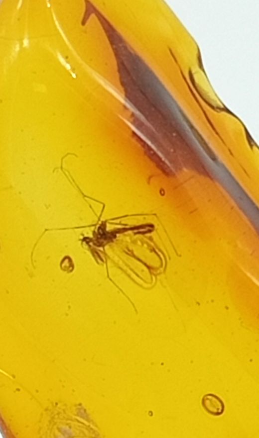 Insecto alado en Ámbar (Ref.4)