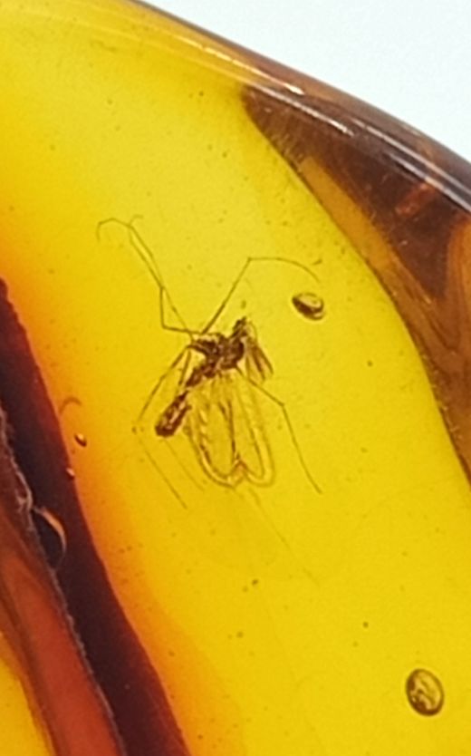 Insecto alado en Ámbar (Ref.4)