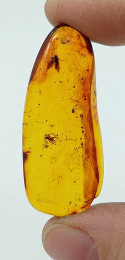 Insectos alados en Ámbar (Ref.1)