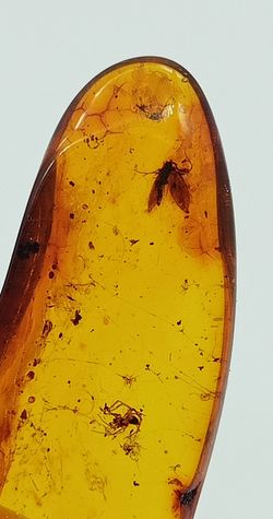 Insectos alados en Ámbar (Ref.1)