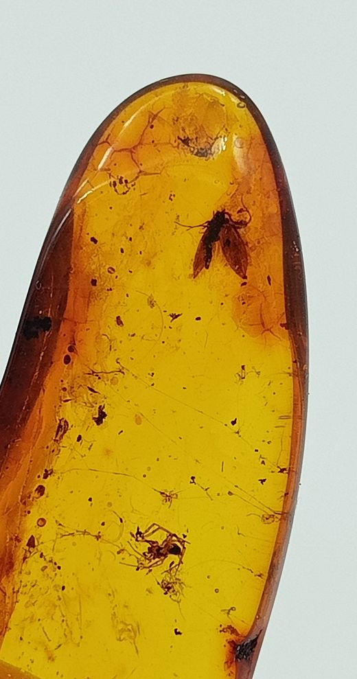 Insectos alados en Ámbar (Ref.1)