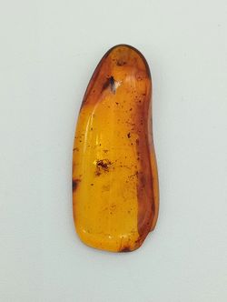 Insectos alados en Ámbar (Ref.1)