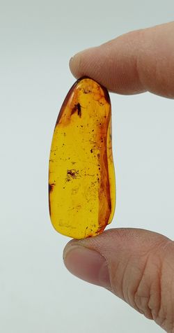 Insectos alados en Ámbar (Ref.1)