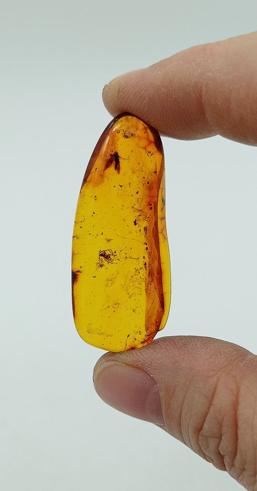 Insectos alados en Ámbar (Ref.1)