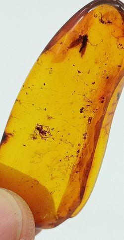 Insectos alados en Ámbar (Ref.1)