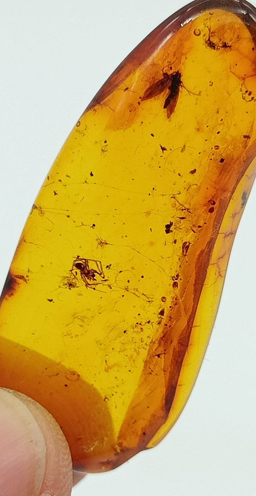 Insectos alados en Ámbar (Ref.1)