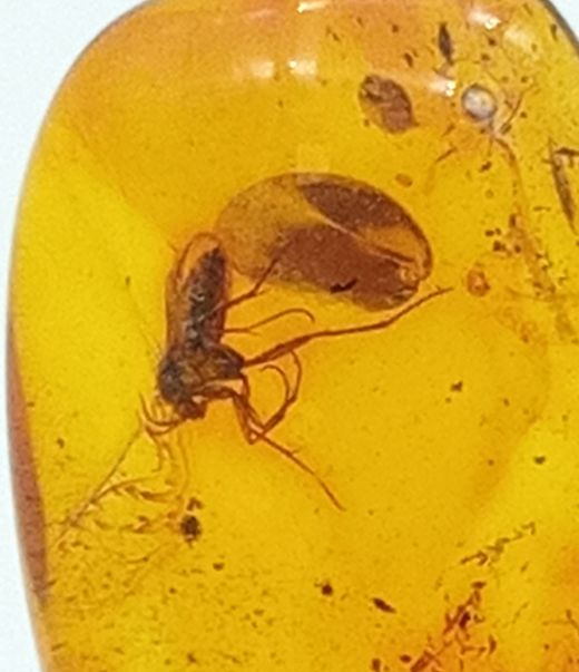 Insecto en Ambar (Ref.5)