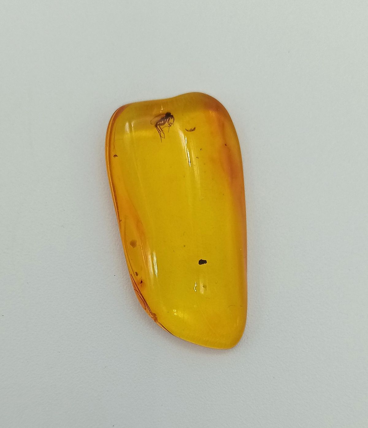 Insecto en Ambar (Ref.5)