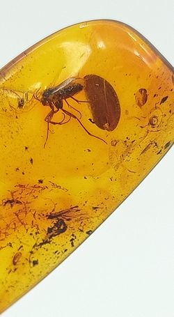 Insecto en Ambar (Ref.5)