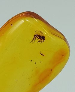 Insecto en Ambar (Ref.5)