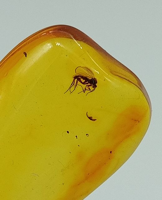 Insecto en Ambar (Ref.5)