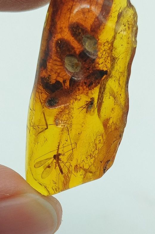 Insecto fosilizado en Ámbar (Ref.2)