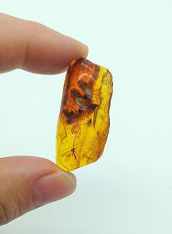 Insecto fosilizado en Ámbar (Ref.2)