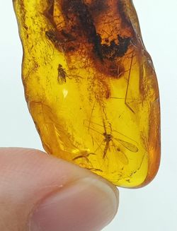 Insecto fosilizado en Ámbar (Ref.2)